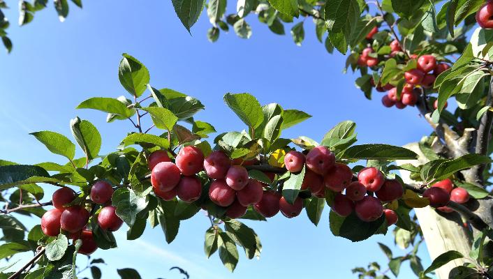 Apfelbaumzweig mit Früchten