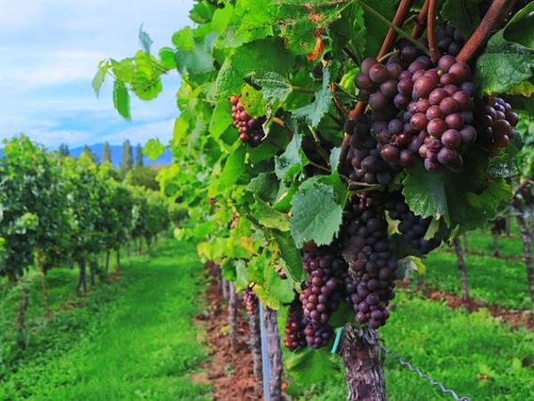 Weinberg Rebe rote Trauben