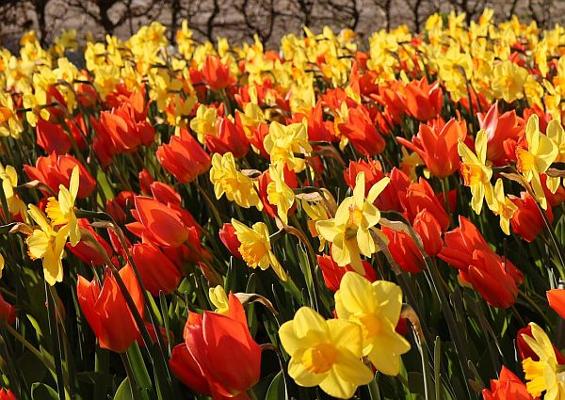 Rote Tulpen und gelbe Narzissen Rote Tulpen und gelbe Narzissen
