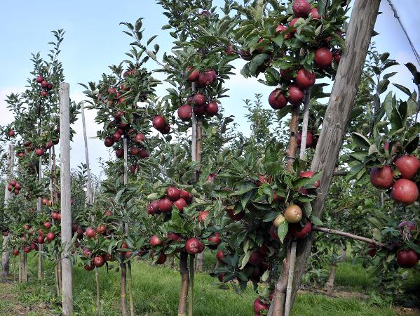 Apfelbaumanlage Reihe groß