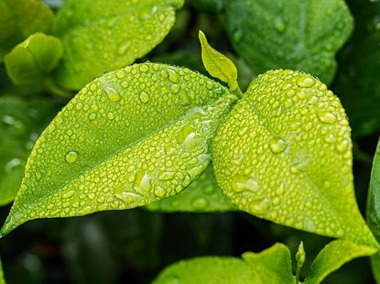 grünes Blatt Wassertropfen grünes Blatt Wassertropfen