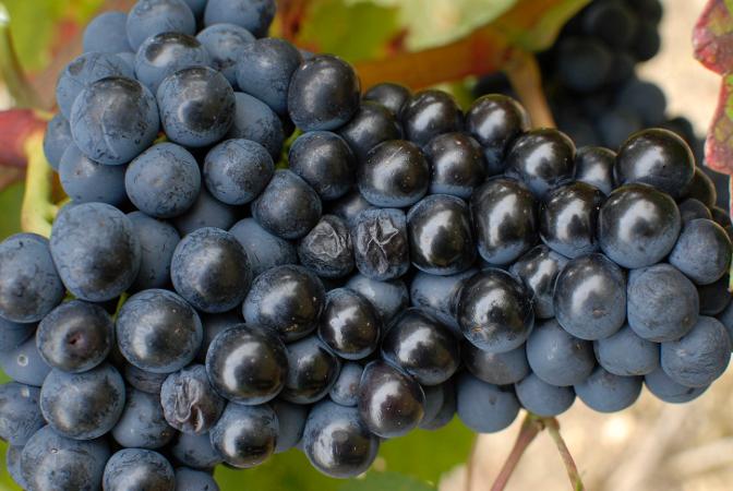 Trauben rot