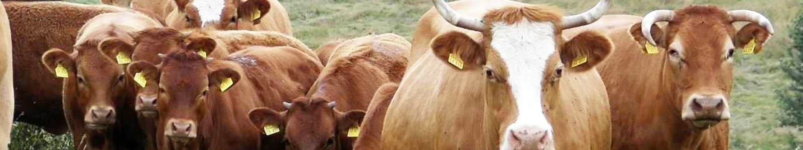 Rinderköpfe © Dienstleistungszentren Ländlicher Raum