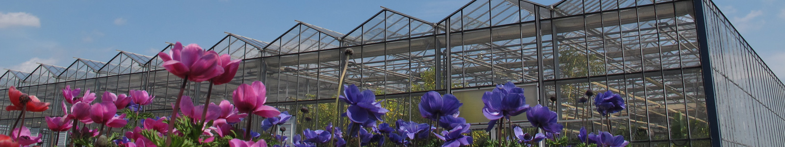 Blumen vor Gewächshaus © Dienstleistungszentren Ländlicher Raum