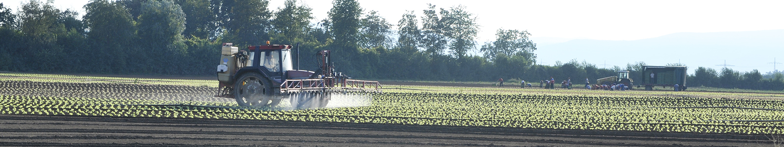 Traktor mit Spritze verteilt Pflanzenschutzmittel auf Gemüseacker © Dienstleistungszentren Ländlicher Raum