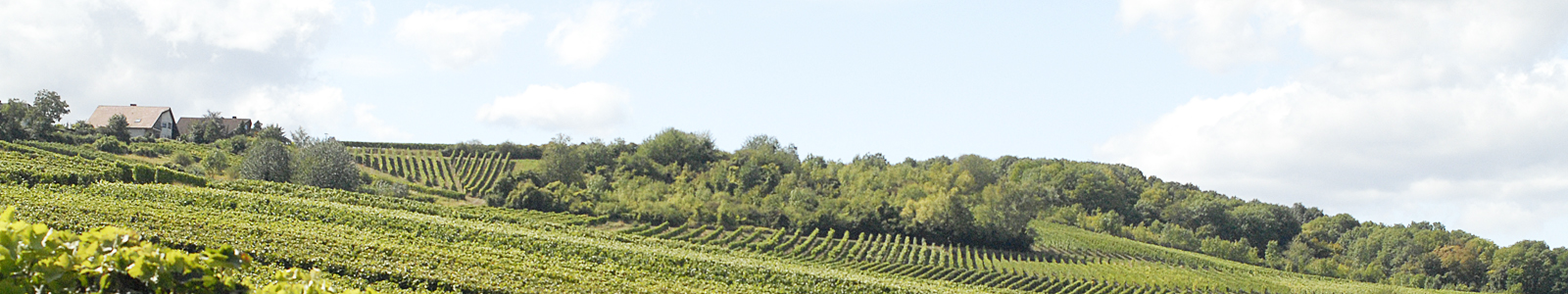 Landschft mit Weinbergen und Wald im Hintergrund ©DLR